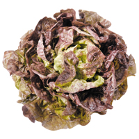 Kopfsalat rot