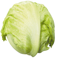 Laitue Iceberg bio